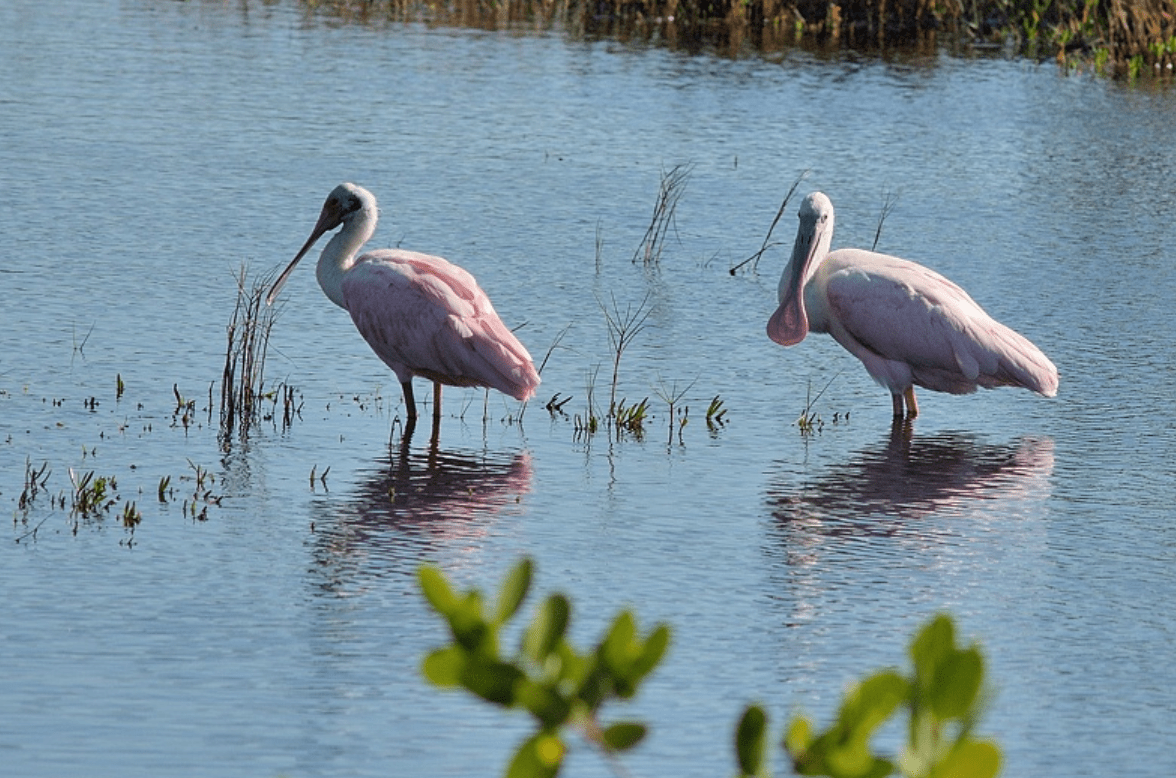 Roseate Spoonbird